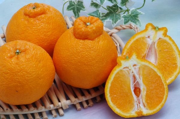 画像1: 【12月中旬頃から】ハウス不知火５ｋｇ（１８〜２０玉） (1)