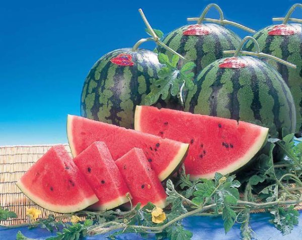 画像1: スイカＭ（約５kg）　４玉入 (1)