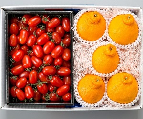 画像1: 【12月中旬から】フルーツトマト＆不知火（しらぬい） (1)