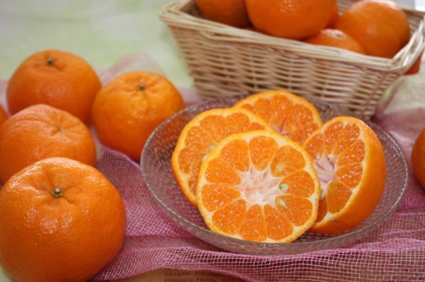 画像1: 【12月中旬頃から】ポンカン　3.5kg (1)