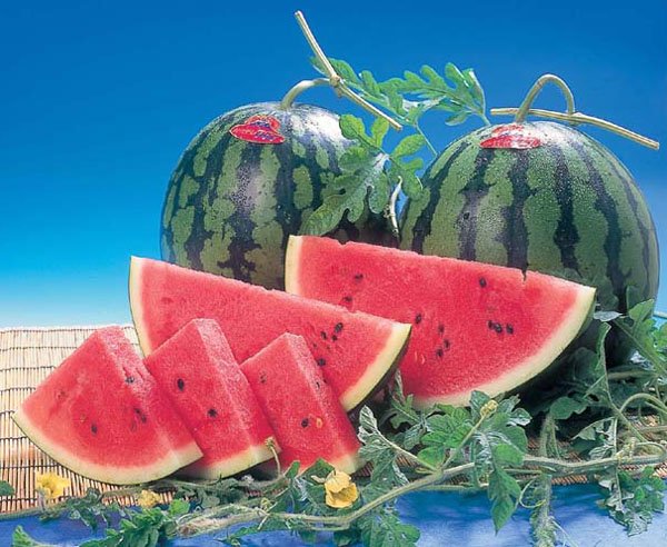 画像1: スイカ特大（約8kg〜）　２玉入 (1)