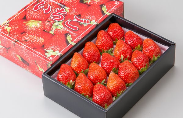 【12月上旬頃から】朝摘みいちご（化粧箱入り）2箱